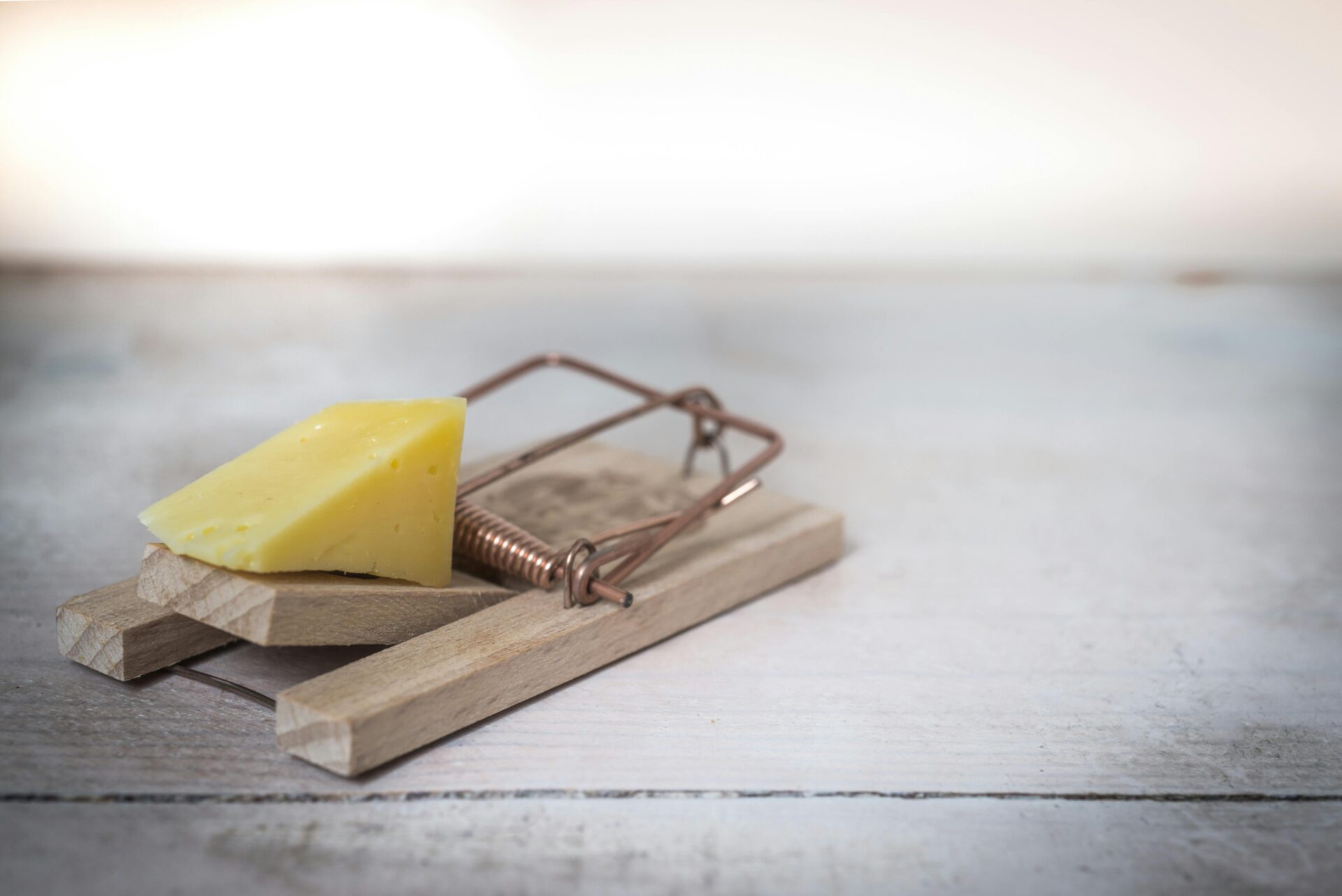 a mousetrap with cheese